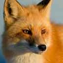 Matched crop from the reduced-resolution fox input