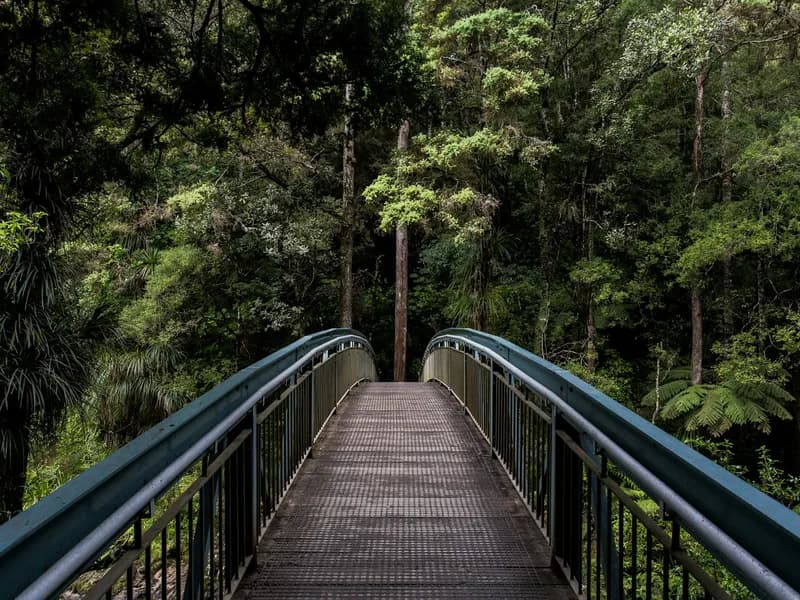 A footbridge surrounded by a lush green forest in New Zealand